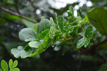 Fresh green leaves with water droplets in natural outdoor setting