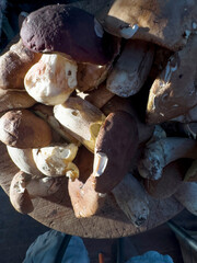 Fresh porcini mushrooms, picked in the wild on a wooden cutting board