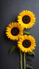 Three sunflowers on a dark background