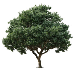 Obraz premium Full shot of a lush green tree. Dense foliage crowns a sturdy trunk