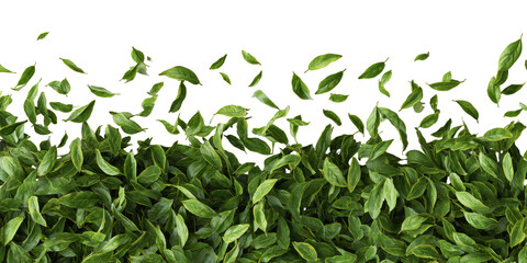 Obraz premium Lush green foliage; many small leaves form a dense hedge
