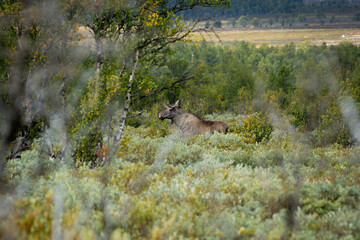 Wild Moose Bull with Velvet Antlers in Summer, Norway