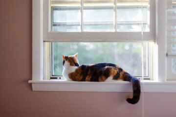 Cat on a Windowsill © Karalee
