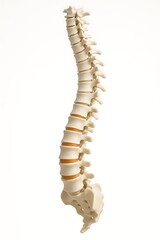 Human spine model highlighting vertebrae and intervertebral discs for educational purposes