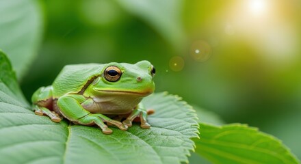 Obraz premium Cute Green Frog Resting on Fresh Green Leaves in Sunlight