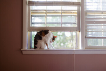 Cat on a Windowsill © Karalee