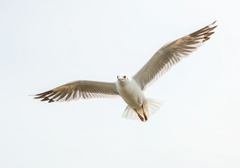 Fototapeta premium Seagull in flight against a bright, overcast sky