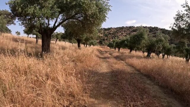 Camino Mozarabe de Santiago - Canada Real Soriana rural path next to Guadalbarbo river after Villaharta, province of Cordoba, Andalusia, Spain