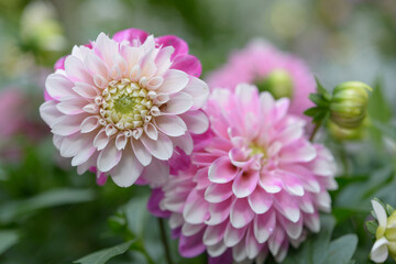 Obraz premium close-up of variegated pink and white miniature dahlias