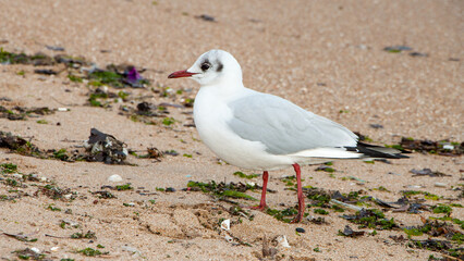 black headed gull