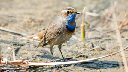 blue heron on the ground