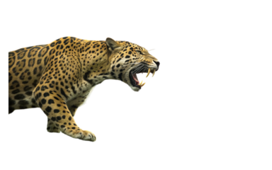 A jaguar with spotted fur snarling and showing its teeth against a black background in a close up view