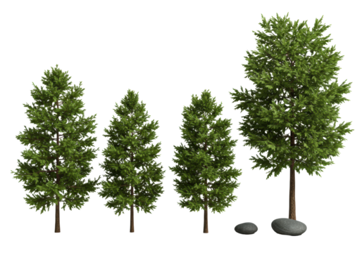 Four distinct coniferous evergreen trees with green needles and brown bark, and a dark grey river stone, precisely arranged on a transparent studio background, concept of natural precision