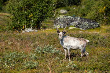 Fototapeta premium reindeer in the tundra