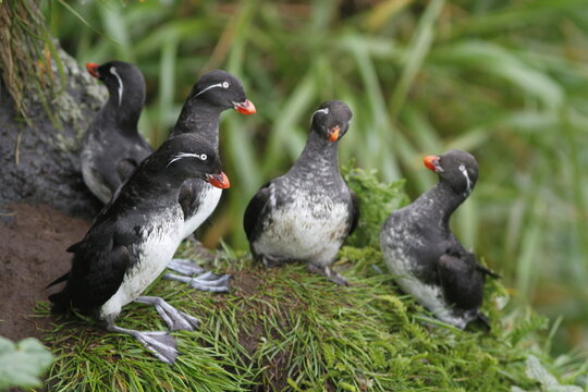Parakeet auklet