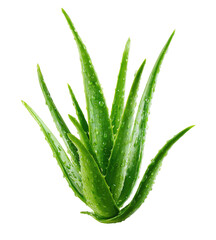 Aloe vera plant, vibrant green,  with water droplets