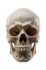 Fototapeta premium Anatomical Human Skull Front View png Isolated on PNG cutout background