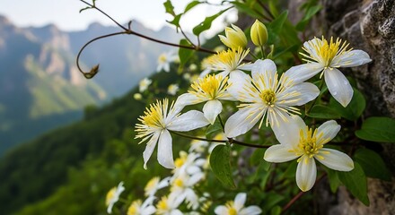 White and Yellow Wildflowers Blooming on a Mountain Side.