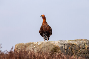 A Red Grouse perched on a rock on the North York Moors 