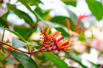 Hamelia patens (firebush, , hummingbird bush, scarlet bush, and redhead), a evergreen perennial shrub closeup of tubular flowers