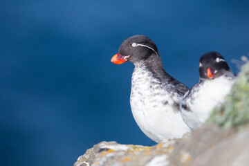 Parakeet auklet on a rock