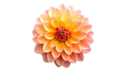 Close-up of a vibrant dahlia