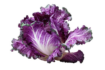Close-up of vibrant purple and white cabbage leaves