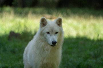 Obraz premium White polar wolf in the woods