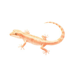Fototapeta premium Watercolor illustration of a vibrant brown gecko on black background, cut out