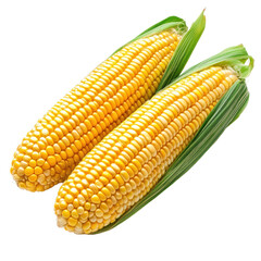 Ripe corn cob isolated on transparent background
