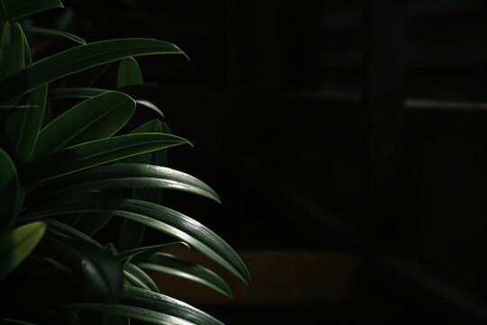 Dark green plant leaves in soft focus