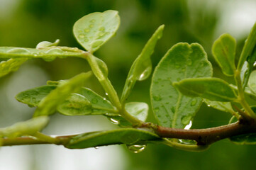 Fresh green leaves with water droplets in natural outdoor setting