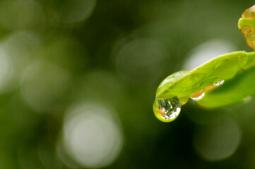 Fresh green leaves with water droplets in natural outdoor setting