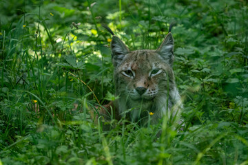Obraz premium lynx in the grass