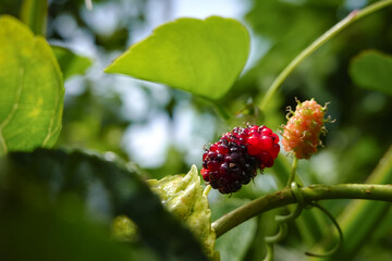 Mulberries are berries with a sweet and sour taste that can later be processed into jam. Mulberry leaves are processed into tea.