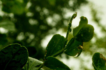 Fresh green leaves with water droplets in natural outdoor setting
