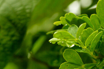 Fresh green leaves with water droplets in natural outdoor setting