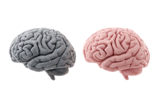 Gray, Pink brain top side view transparent PNG