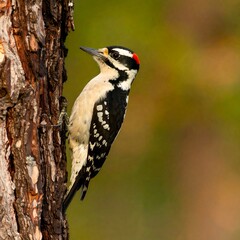 Woodpecker perched on a tree trunk