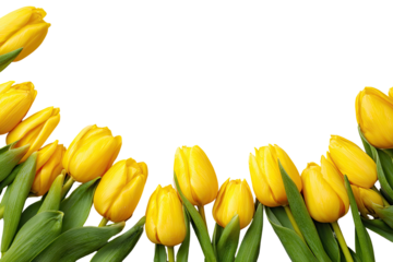 Yellow tulips in a curved border