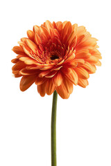 Close-up of a single, vibrant orange gerbera daisy, isolated against a black background.  The flower's petals are layered, creating a full, rounded bloom.  