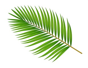 Obraz premium Vibrant palm leaf illustration