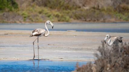Juvenile flamingos search for food in a wetland with clear shallow water