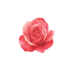 Fototapeta premium Vibrant pink rose blossoming with delicate petals on black background, cut out