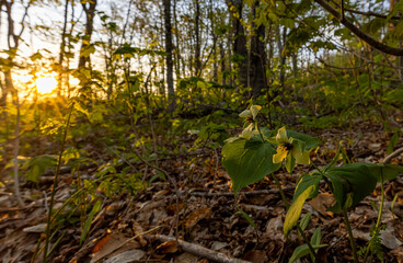 Red trillium, yellow colour morph. 