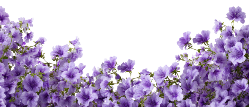 Purple flower border on black background