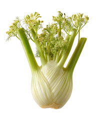 Close-up of a fresh fennel bulb, pale cream colored, with vibrant green fronds