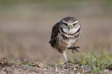 burrowing owl with sinister pose