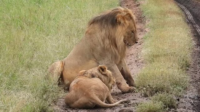 Southern Lions (Panthera leo ssp. melanochaita) lying in a tire track in the Serengeti, Tanzania