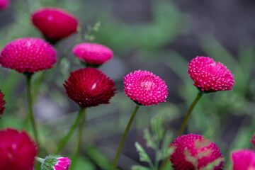 Fototapeta premium Bright burgundy daisies in the garden